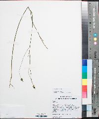 Polygala incarnata image