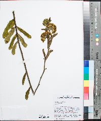 Asclepias obovata image