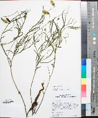 Crotalaria purshii image