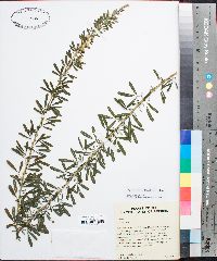 Lespedeza cuneata image