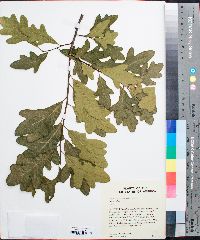 Quercus margarettiae image