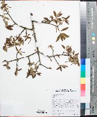 Quercus incana image