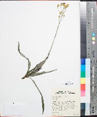 Pityopsis graminifolia image