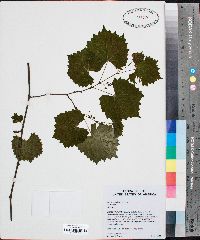 Vitis rotundifolia image