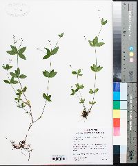 Galium orizabense subsp. laevicaule image