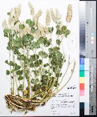 Trifolium incarnatum image