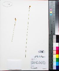 Utricularia juncea image