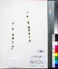 Mitreola sessilifolia image