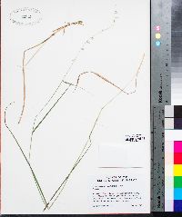 Bouteloua curtipendula var. curtipendula image