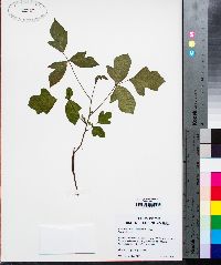 Toxicodendron pubescens image