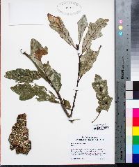 Quercus austrina image