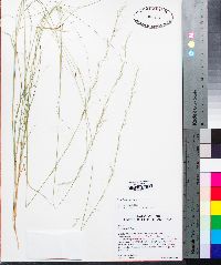 Aristida virgata image