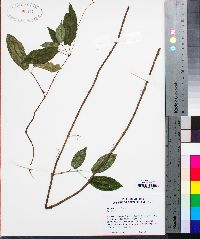 Bignonia capreolata image