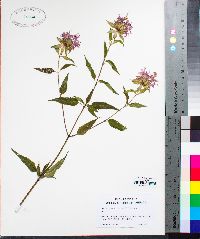 Monarda fistulosa var. mollis image