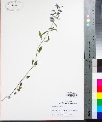 Scutellaria parvula image