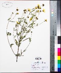 Bidens mitis image