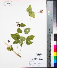 Clematis glaucophylla image