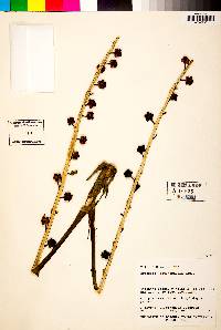 Image of Brassaia actinophylla