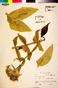 Asclepias erosa image