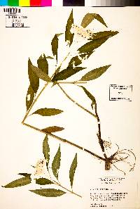 Asclepias perennis image