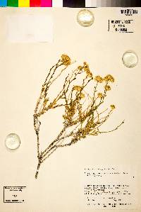 Acamptopappus sphaerocephalus image