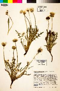 Agoseris apargioides image