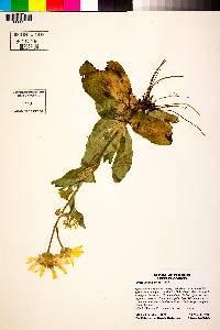 Arnica acaulis image