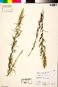 Artemisia dracunculus image