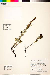 Artemisia michauxiana image