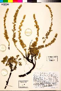 Artemisia pycnocephala image