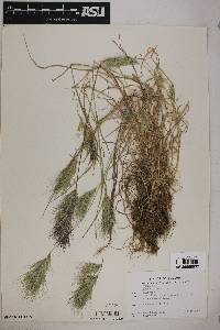 Bromus rubens image