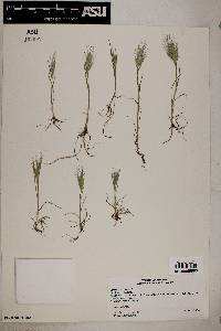 Bromus rubens image