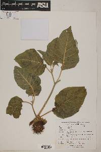 Datura innoxia image