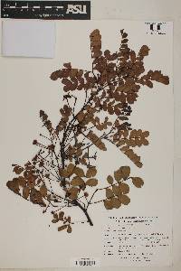 Image of Acacia choriophylla