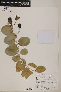 Passiflora cupraea image