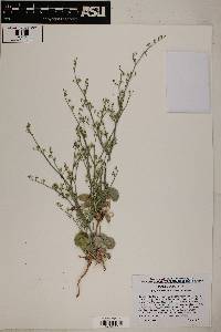 Eriogonum exaltatum image