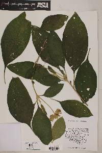 Image of Solanum hazenii