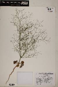 Eriogonum viscidulum image