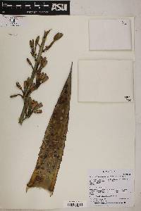 Agave glomeruliflora image