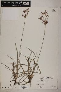 Cyperus rotundus image