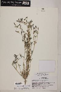 Mentzelia albicaulis image