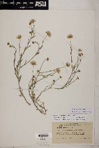 Erigeron accedens image