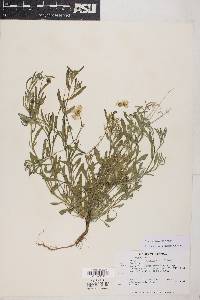 Erigeron accedens image