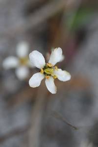 Image of Bartonia verna