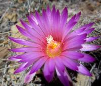 Coryphantha vivipara image