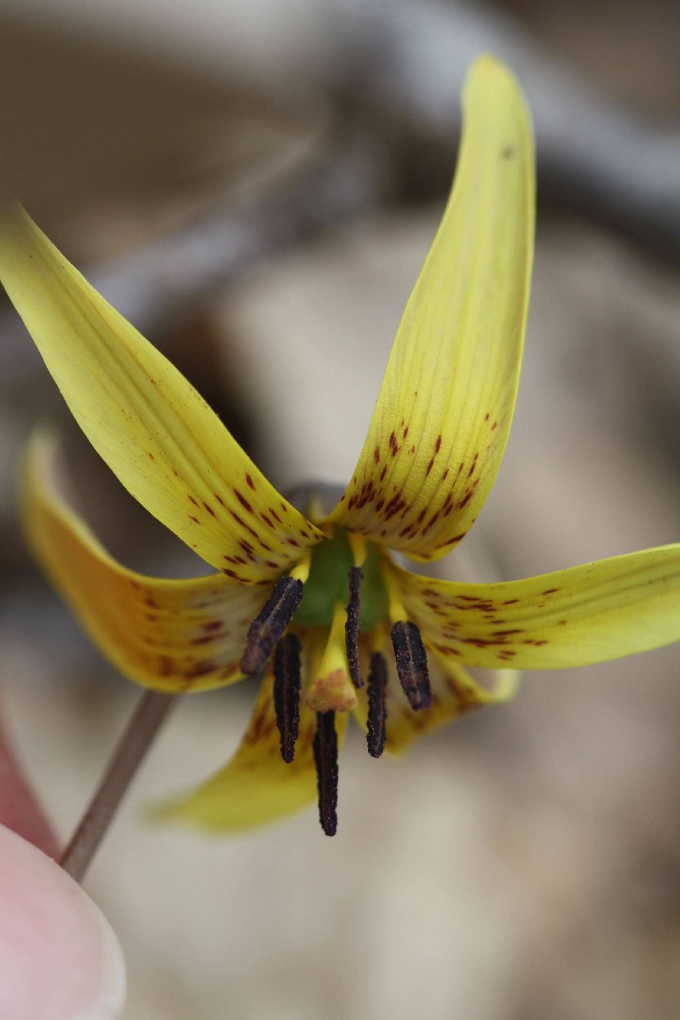 Erythronium umbilicatum subsp. umbilicatum image