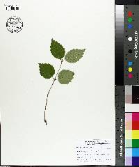 Viburnum rafinesqueanum image