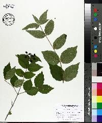 Viburnum rafinesqueanum image