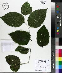 Celtis occidentalis image