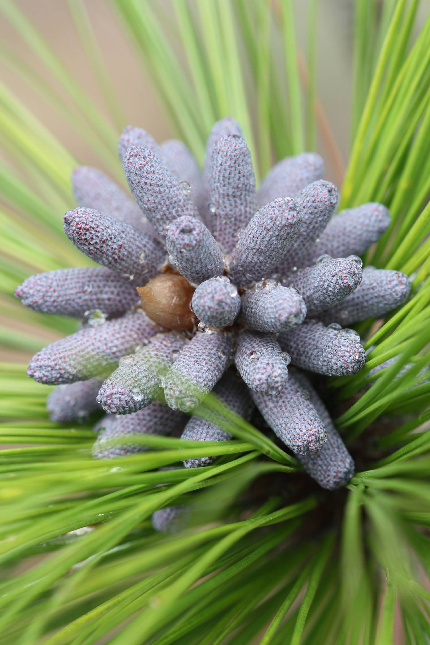 Pinus palustris image